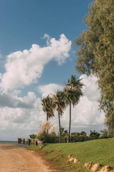 Luz del sol en palmeras verdes cerca de la hierba contra el cielo azul con nubes - foto de stock