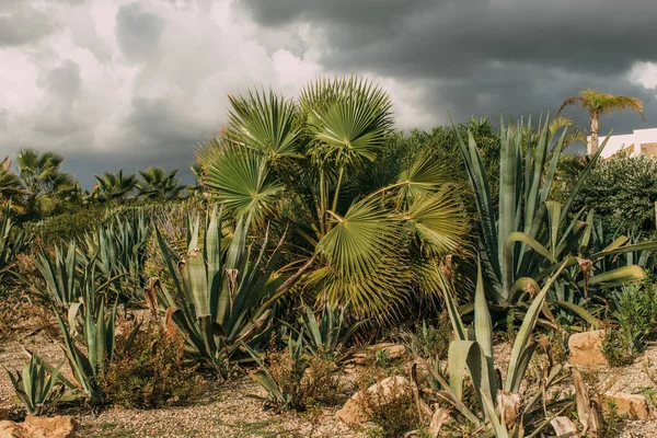 Palmeras verdes y hojas de aloe contra el cielo gris nublado - foto de stock