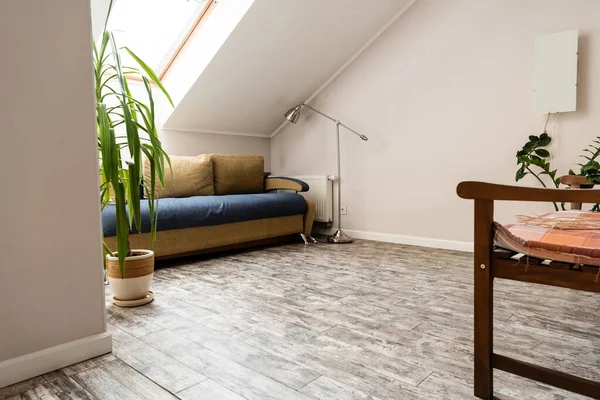 Зеленое растение рядом с диваном и лампой в гостиной — стоковое фото