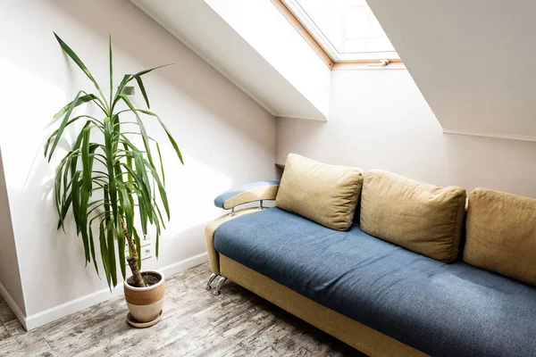 Pillows on sofa near green plant in living room — Stock Photo