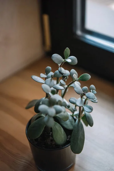 Foyer sélectif de la plante de jade en pot sur le rebord de la fenêtre — Photo de stock