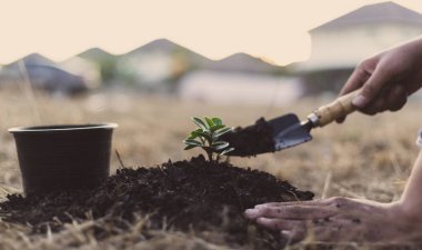 Erkek çiftçiler havadaki oksijeni artırmak ve küresel ısınmayı azaltmak, dünyayı kurtarmak ve ağaç dikmek için ağaç dikiyorlar..