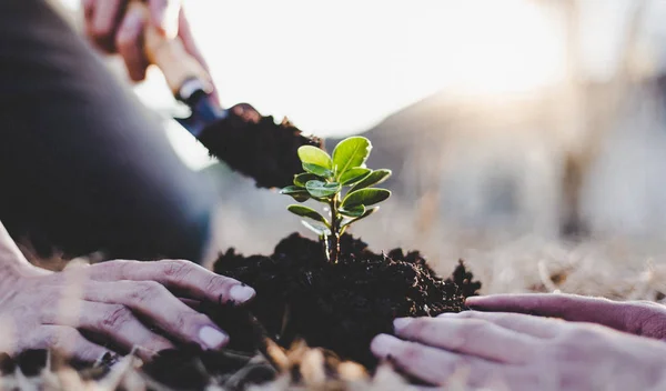 Two men are planting trees and watering them to help increase oxygen in the air and reduce global warming, Save world save life and Plant a tree concept.