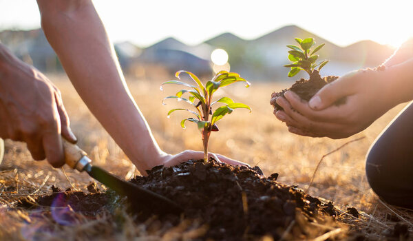Two men are planting trees and watering them to help increase oxygen in the air and reduce global warming, Save world save life and Plant a tree concept.