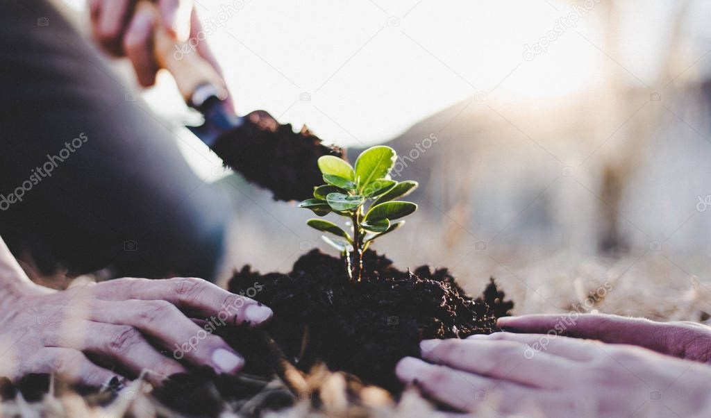 Two men are planting trees and watering them to help increase oxygen in the air and reduce global warming, Save world save life and Plant a tree concept.