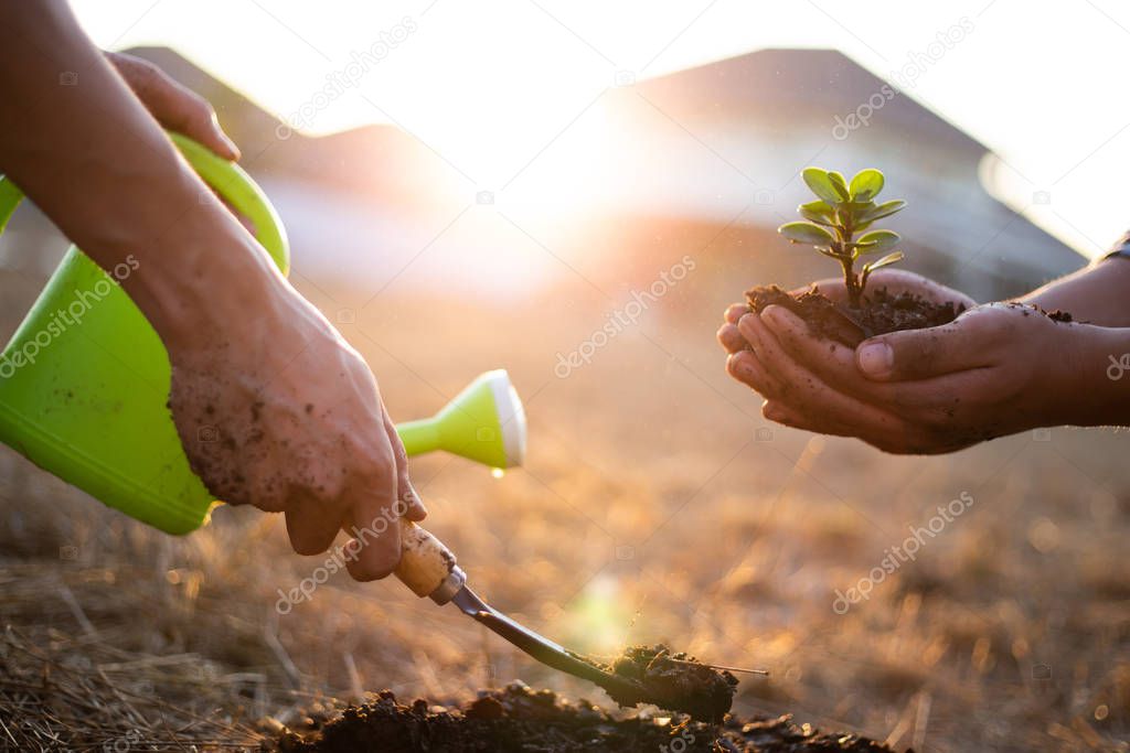 Two men are planting trees and watering them to help increase oxygen in the air, Save world save life and Plant a tree concept.