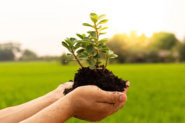 Conservation of world resources, Hand of a mans holding a tree to prepare for planting in the ground, Planting trees is adding oxygen to the air, Save world save concept