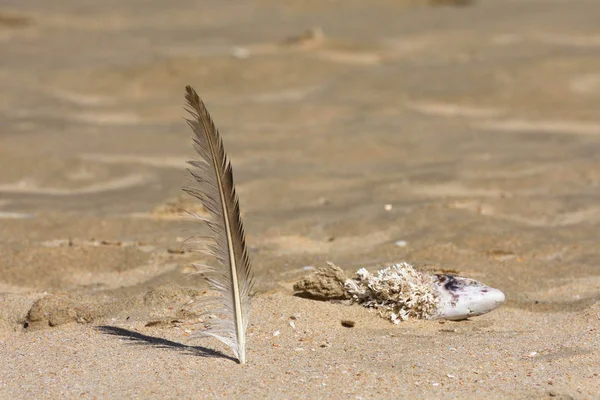 Piuma Gabbiano Sulla Sabbia Calda Della Spiaggia Estiva Mossel Bay — Foto Stock