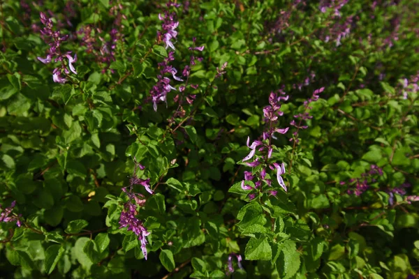Purple Mint Spur Flower Plantas Con Flores Plectranthus Pretoria Sudáfrica — Foto de Stock