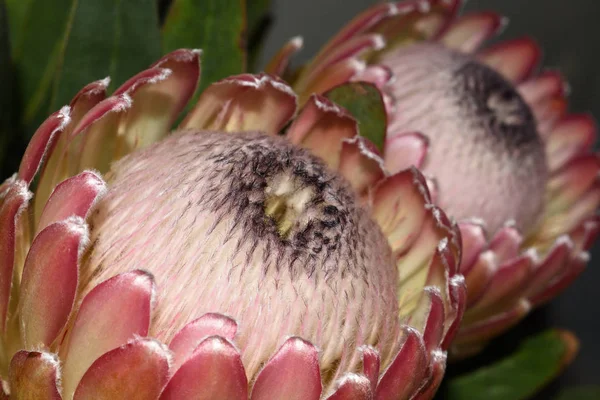 Par Grandes Flores Susara Protea Protea Susara Mossel Bay África — Fotografia de Stock