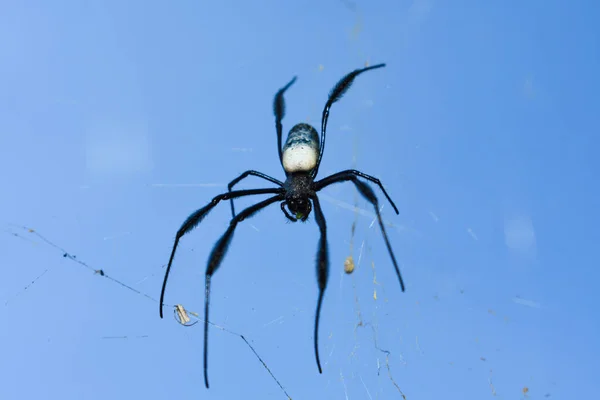 Black Legged Hap Orb Web Spider Trichonephila Джордж Южная Африка — стоковое фото