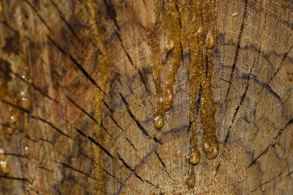 Hardened Wood Sap Wooden Stump Crosscut Vachellia Pretoria South Africa — Stock Photo, Image