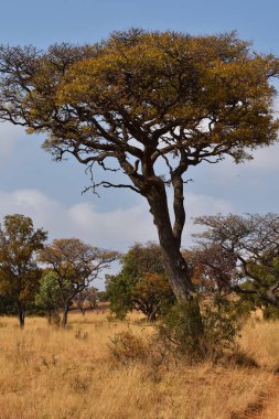 Marula Meyve Ağacı Afrika Otlaklarında (Sclerocarya Birrea), Rustenburg, Güney Afrika