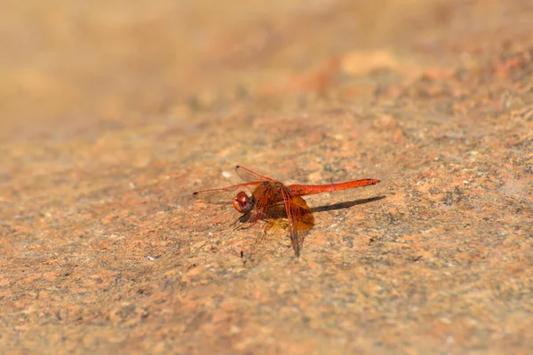 Red Russet Tropfende Libelle Auf Stein Trithemis Pluvialis Rustenburg Südafrika — Stockfoto