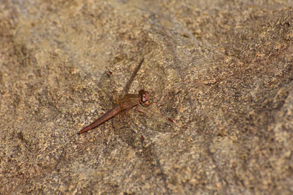 Kvinna Bred Scarlet Dragonfly Stone Crocothemis Erythraea Rustenburg Sydafrika — Stockfoto