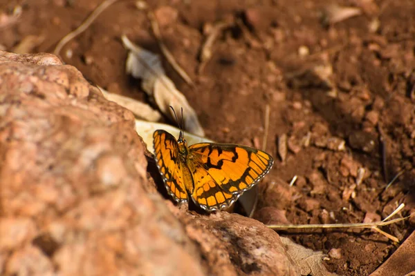 Bright Spotted Joker Butterfly Rock Byblia Ilythia Rustenburg Sudafrica Fotografia Stock