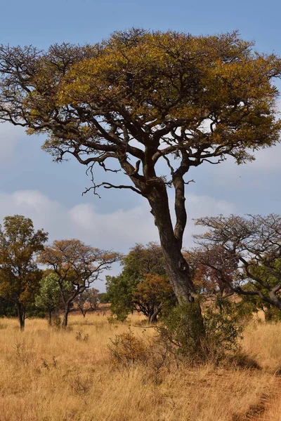 Marula Fruit Tree African Grassland Sclerocarya Birrea Rustenburg Sudafrica Foto Stock Royalty Free