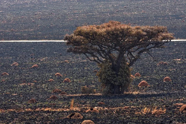 Marula Fruit Tree Burnt Grassland Anthills Sclerocarya Birrea Rustenburg Sudafrica Foto Stock