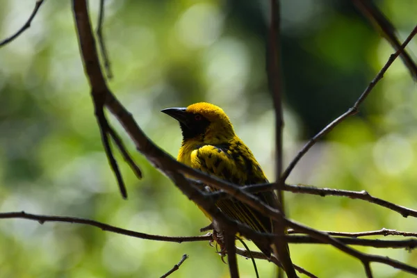 Yellow Southern Masked Weaver Bird Ploceus Velatus Pretoria África Sul — Fotografia de Stock