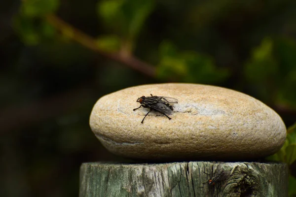 Grande Mosca Isolada Rocha Musca Domestica África Sul — Fotografia de Stock