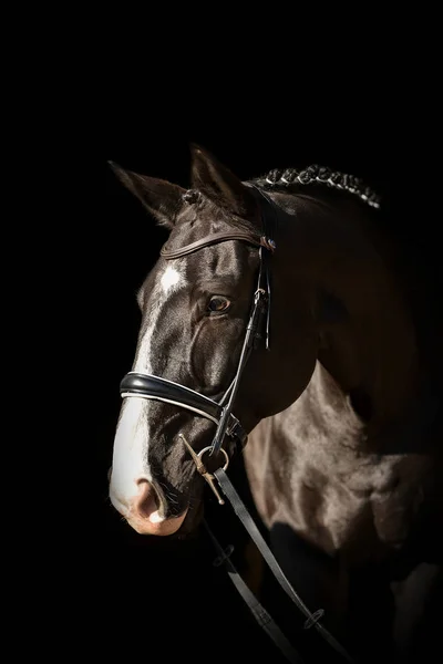 Doğa - at portre güzelliği