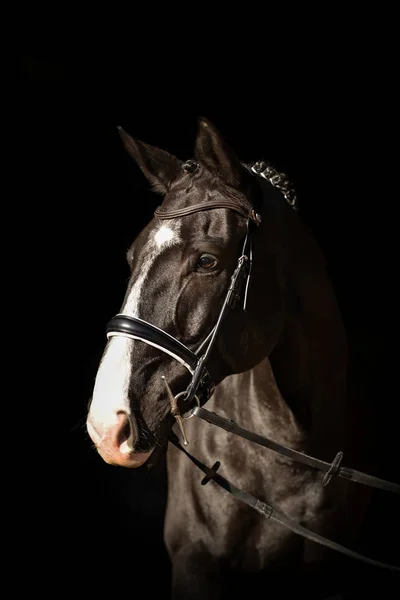 Beauty Nature Horse Portrait — Stock Photo, Image