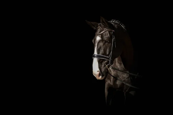 Beleza Natureza Retrato Cavalo — Fotografia de Stock