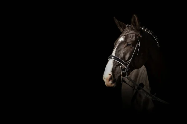 Skönheten Naturen Häst Porträtt Stockfoto