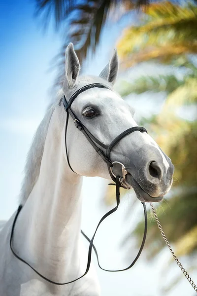 Retrato Cavalo — Fotografia de Stock