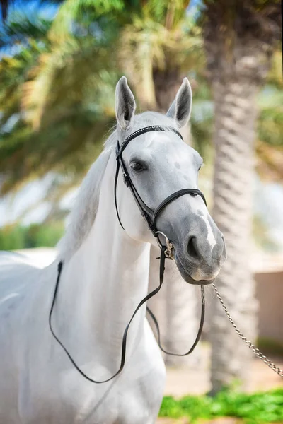 Portrét Koně — Stock fotografie