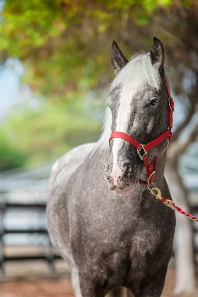 Portrait Horse — Stock Photo, Image