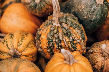 Gıda pazarında olgun balkabağı, sonbahar meyveleri, portakal rengi