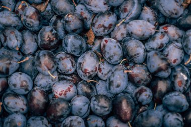 Erikler, mor, ağaçlar, sonbahar meyveleri, vitaminler