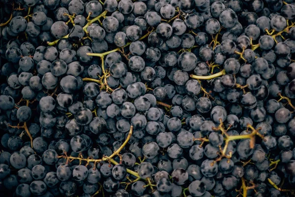Спелый Вкусный Голубой Виноград Продовольственном Рынке — стоковое фото