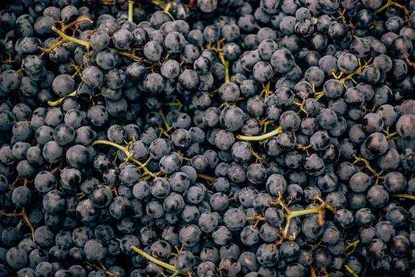 Uvas Azuis Maduras Saborosas Mercado Alimentar — Fotografia de Stock