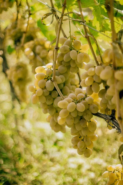 Vinhas Uvas Verdes Colheita Campos — Fotografia de Stock