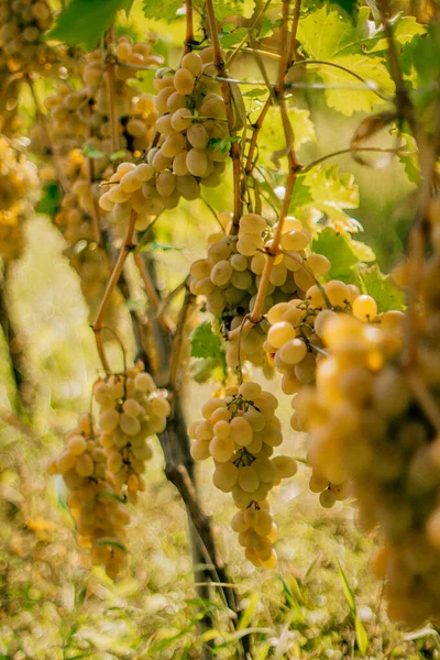 Vinhas Uvas Verdes Colheita Campos — Fotografia de Stock