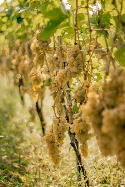 Vinhas Uvas Verdes Colheita Campos — Fotografia de Stock