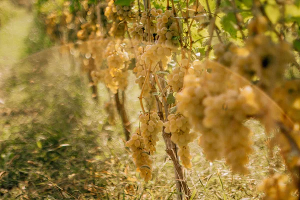 Vigneti Uva Verde Vendemmia Campi — Foto Stock