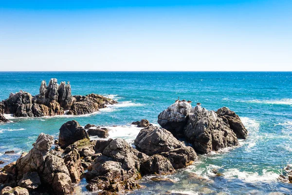 Stenar i havet med bruna pelikaner i fjärran — Stockfoto