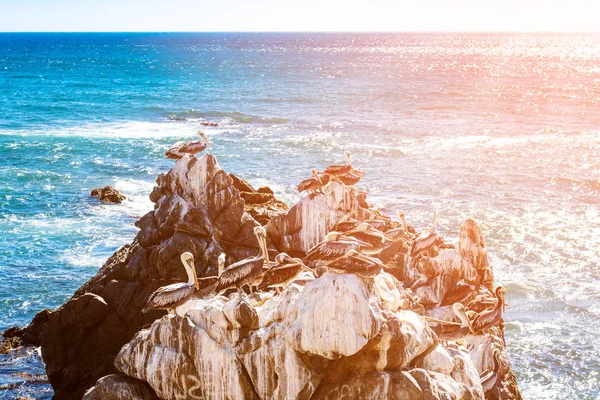 Коричневые пеликаны отдыхают на скалах Чили — стоковое фото