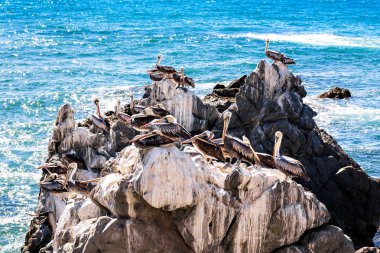Şili'deki buzlu dinlenme kahverengi Pelikan