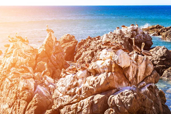 褐鹈鹕在智利的岩石 — 图库照片