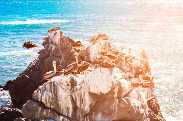 Коричневые пеликаны отдыхают на скалах Чили — стоковое фото