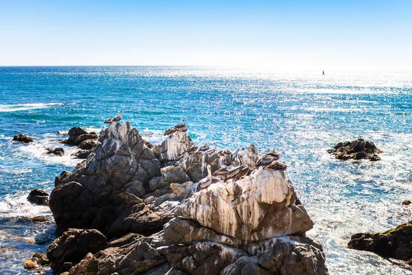 Rocas con pelícanos marrones en Chile — Foto de Stock