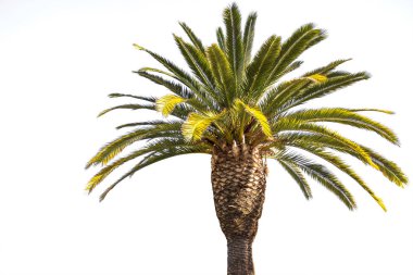 Crown of the date palm tree clipart