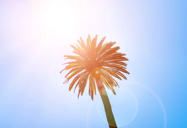 Coroa da palmeira tropical — Fotografia de Stock