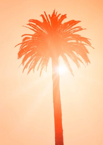 Silhouette della palma tropicale — Foto Stock
