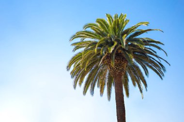 Tropikal palmiye ağacı taç