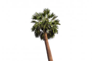 Fan palmiye ağacı üzerinde beyaz